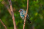 Bunting;Indigo-Bunting;Passerina-cyanea